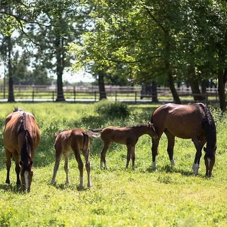 Hotel Gut Hohenholz 4*