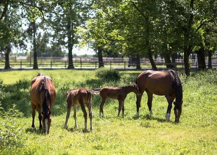 Hotel Gut Hohenholz 4*